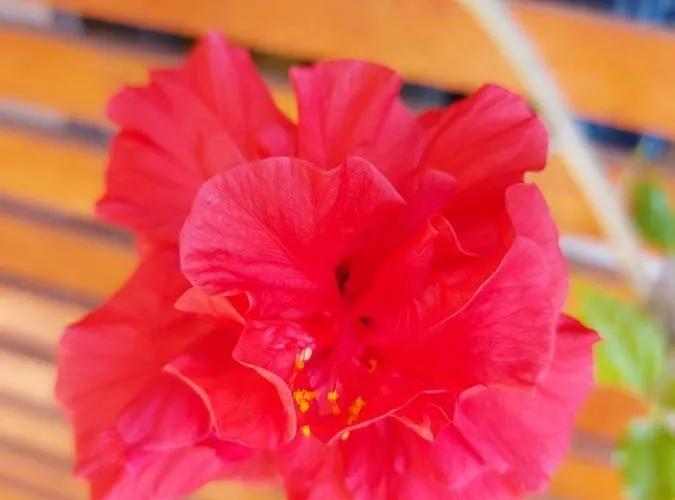 Guest house Casa Iv 4*